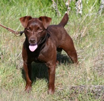 American patterdale hot sale terrier